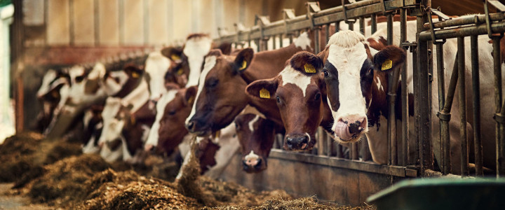 INAD0210 Elaboración de Productos para la Alimentación Animal