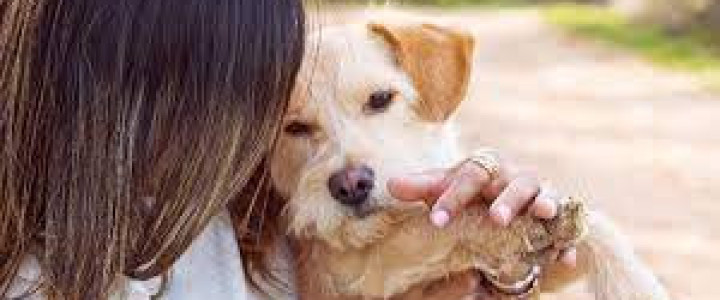 Curso gratis de Psicología Canina y Felina online para trabajadores y empresas