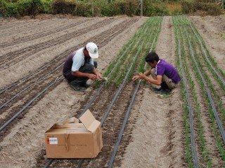 MF0523_2 Preparación del Terreno, Siembra y Trasplante en Cultivos Herbáceos