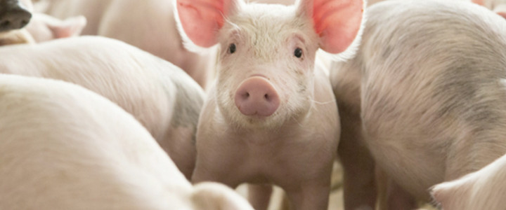 Curso gratis Técnico Superior en Ganadería Porcina: Porcicultura online para trabajadores y empresas