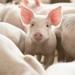 Técnico Superior en Ganadería Porcina: Porcicultura