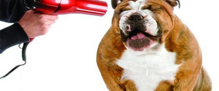 Curso gratis MF1743_2 Cuidados Higiénicos Aplicados a Perros online para trabajadores y empresas