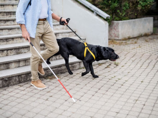UF2689 Conocimiento y Elaboración de Programas de Adiestramiento de Perros Guía para Personas con Discapacidad Visual