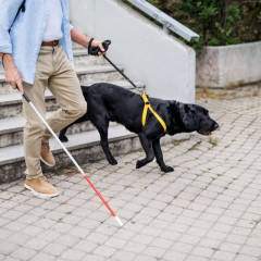 UF2689 Conocimiento y Elaboración de Programas de Adiestramiento de Perros Guía para Personas con Discapacidad Visual