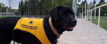 UF2690 Adiestramiento de Perros Guía y Vinculación con Personas con Discapacidad Visual