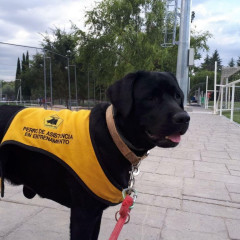 UF2690 Adiestramiento de Perros Guía y Vinculación con Personas con Discapacidad Visual