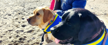 UF2697 Conocimiento y Elaboración de Programas de Adiestramiento de Perros de Asistencia para Personas con Trastornos del Espectro del Autismo