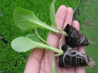 Siembra y trasplante de cultivos hortícolas y flor cortada. AGAH0108 - Horticultura y floricultura