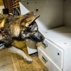 UF2744 Asociación del Olor de Sustancias para su Detección (Activa-Pasiva) por el Perro