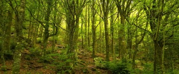 Perito Judicial en Medioambiente y Gestión Forestal