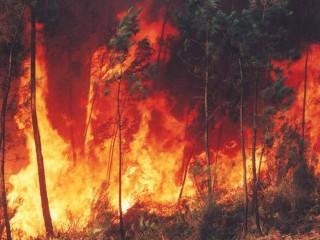 Experto en Prevención y Tratamiento de Incendios Forestales