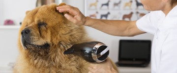 Higiene, cuidados básicos y peluquería canina y felina