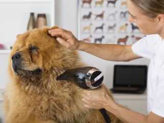 Higiene, cuidados básicos y peluquería canina y felina