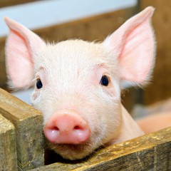 AGAP0108 Producción Porcina de Reproducción y Cría
