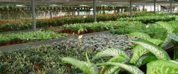 AGAU0110 Producción de Semillas y Plantas en Vivero