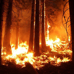 UF2369 Organización y Control de Actuaciones de Extinción de Incendios Forestales