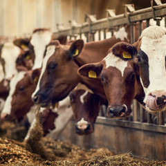 INAD0210 Elaboración de Productos para la Alimentación Animal