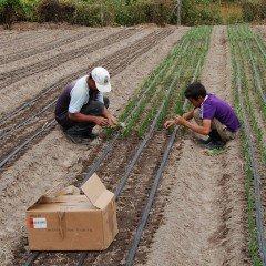 MF0523_2 Preparación del Terreno, Siembra y Trasplante en Cultivos Herbáceos