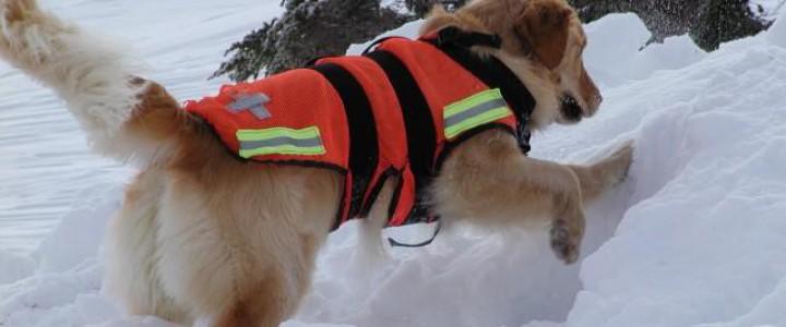 MF1757_3 Adiestramiento de Perros para Detección, Búsqueda, Salvamento y Rescate de Víctimas