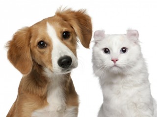 Dermatología clínica en perros y gatos