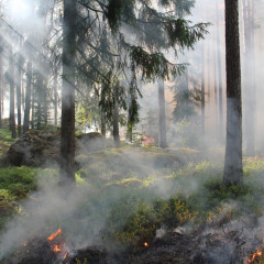 UF2368 Sistemas para la Vigilancia y Detección de Incendios Forestales